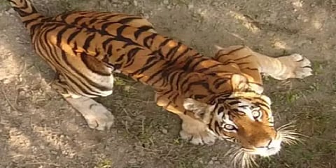 ஊருக்குள் நுழைந்த புலி - மூன்று பேரை தாக்கியதால் பரபரப்பு - வீடியோ