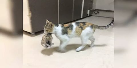 உடல்நிலை சரியில்லாத குட்டியை மருத்துவமனைக்கு கவ்வி வந்த தாய்ப் பூனை - வைரல்