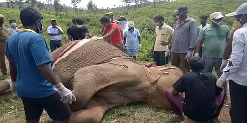 உடல் முழுவதும் கொடூர காயங்கள்.. இறந்து கிடந்த பெண் யானை - வால்பாறையில் சோகம் !