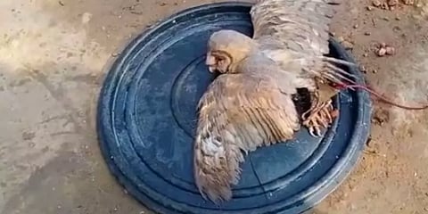 மனித முக மாதிரியில் முக அமைப்பு: புதுக்கோட்டையில் அரிய வகை ஆந்தை!