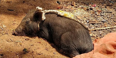 அசாம் மாநிலத்தில் ஆப்ரிக்க பன்றிக்காய்ச்சல்: பலியாகும் பன்றிகள்!!