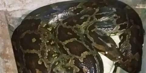 ஊரடங்கால் பூட்டிக்கிடந்த நகைக்கடைக்குள் முட்டைகளுடன் அடைகாத்த மலைப்பாம்பு