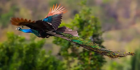 "மயில்கள் இப்படித்தான் பறக்கும் " வைரலாகும் வீடியோ !