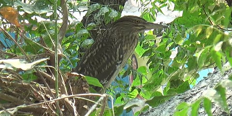 சீர்காழி : பறவைகளை வேட்டையாடிய 4 பேர் கைது