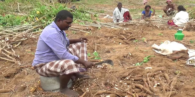 வளர்ச்சியும் இல்லை; விற்கவும் முடியவில்லை - மரவள்ளி கிழங்கு விவசாயிகள் வேதனை