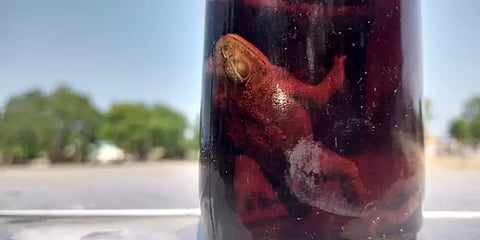 சீர்காழி: டாஸ்மாக்கில் வாங்கிய மது பாட்டிலில் மிதந்த தவளை