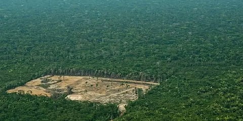 சத்தமில்லாமல் அழியும் உலகத்தின் நுரையீரல்: அமேசானில் அதிகரித்த காடழிப்பு!!