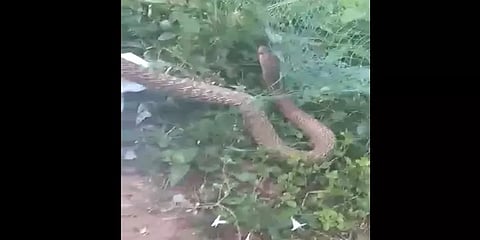 வலையில் சிக்கிய பாம்பு : மீட்க முயன்றவருக்கு நேர்ந்த பரிதாபம்