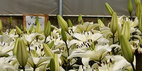 முடங்கிப்போன மலர்க்கண்காட்சி... பூத்துக் குலுங்கும் லில்லியம் மலர்கள்