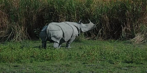 ஏகே 47 துப்பாக்கியால் சுட்டுக் கொல்லப்பட்ட காண்டாமிருகம்