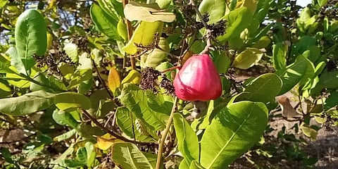 1000 ஏக்கர் முந்திரி.. வாங்க ஆள் இல்லை.. பரிதவிக்கும் விவசாயிகள்