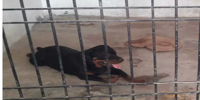 தடை செய்யப்பட்ட நாய் வகை: சிறுவனை கடித்துக் குதறிய வேட்டை நாய்!