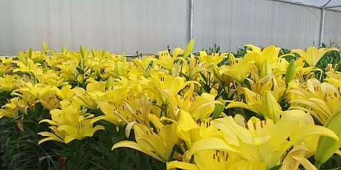 "லில்லி மலர்களுக்கு கொண்டாட்டம்" - கொடைக்கானலில் பூத்துக்குலுங்கும் பூக்கள்