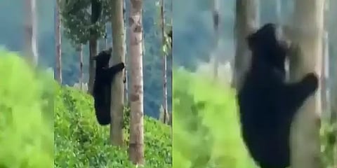 மரம் ஏறுவது எப்படி?: குட்டிக்கு கற்றுக்கொடுக்கும் தாய்க்கரடி - வீடியோ!