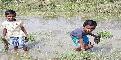 விடுமுறைக் காலத்தில் விவசாய வேலைகளைக் கற்கக் களத்தில் இறங்கிய சிறுவர்கள்