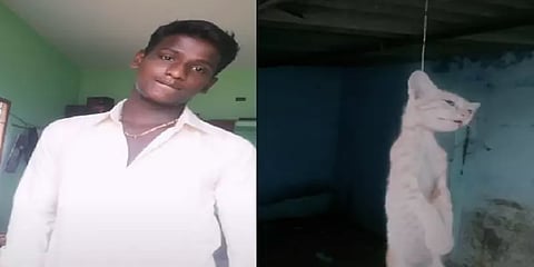 பூனையை தூக்கிலிட்டு டிக்டாக் - இளைஞரை சிறையில் அடைத்த நெல்லை போலீசார்