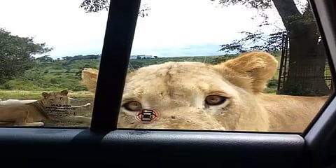 வனச் சுற்றுலா சென்ற குடும்பத்துக்கு சிங்கம் கொடுத்த அதிர்ச்சி !