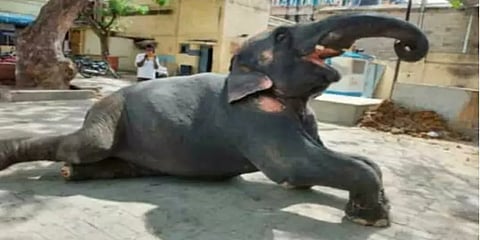 இது 3-வது முறை... திருப்பரங்குன்றம் கோயில் யானை தாக்கியதில் ஒருவர் உயிரிழப்பு