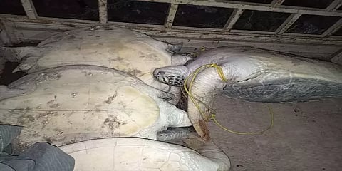 தொடரும் கடல் ஆமைகள் திருட்டு - மீட்டு கடலில் விட்ட வனத்துறையினர்