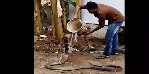 ராஜநாகத்தை தண்ணீர் ஊற்றி குளிப்பாட்டும் நபர் - வீடியோ!