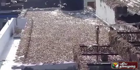 "காப்பான்" படத்தை ஞாபகப்படுத்தும் வெட்டுக்கிளிகள் படை ! வீடியோ