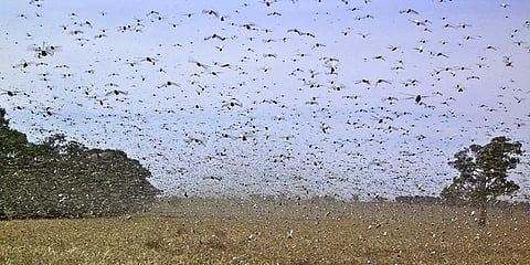 வெட்டுக்கிளிகள் படையெடுப்பு தமிழகத்திற்கு வரும் வாய்ப்புகள் குறைவு - தமிழக வேளாண்துறை