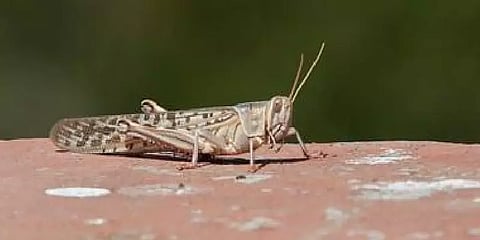 தமிழக கேரள எல்லையில் வெட்டுக்கிளிகள்?: விளக்கமளித்துள்ள தோட்டக்கலை உதவி இயக்குநர்!!