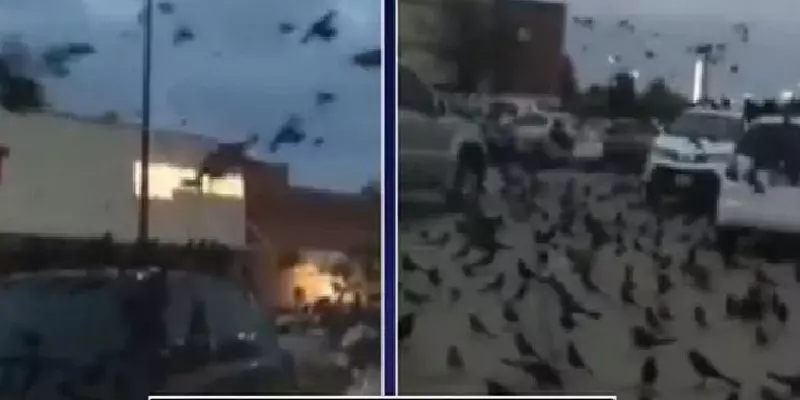 நூற்றுக்கணக்கில் கூடிய காகங்கள்? இயற்கையின் எச்சரிக்கை என பரவும் வீடியோவின் உண்மை என்ன?