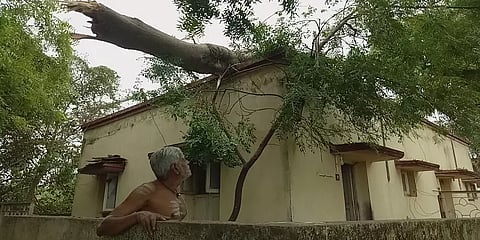 மதுரை: கொட்டித் தீர்த்த மழை - நூறு ஏக்கரிலான வாழை மரங்கள் சேதம்