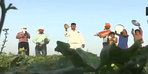 வெட்டுக்கிளிக்கான முன்னெச்சரிக்கை: புது ஐடியாவை கையிலெடுத்த மக்கள் - வீடியோ