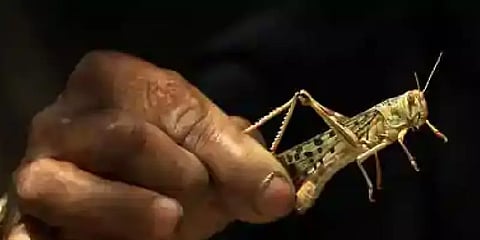 இது லோகஸ்ட் வெட்டுக்கிளியல்ல; லோக்கல் வெட்டுக்கிளி - வேளாண்துறை