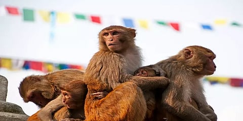 கொரோனா பாதிக்கப்பட்டவர்களின் ரத்த மாதிரிகளை தூக்கிச் சென்ற குரங்குகள்!!