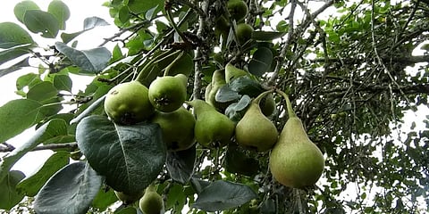 கொடைக்கானலில் தொடங்கிய பேரிக்காய் சீசன்