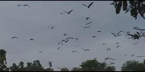 ராசிபுரம்: திடீரென ஒன்றுகூடிய ஆயிரக்கணக்கான வெளவால்கள் : பொதுமக்கள் அச்சம்