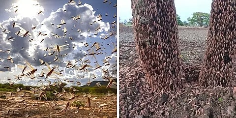 வெட்டுக்கிளிகளை கட்டுப்படுத்த இறக்குமதியாகும் இயந்திரங்கள்!!