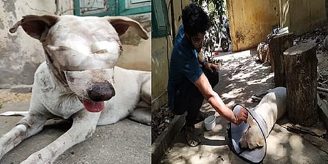 ஆதரவற்ற தெரு நாய்களை ஆதரிக்கும் அஷ்வத் - சென்னை விலங்கு ஆர்வலர்