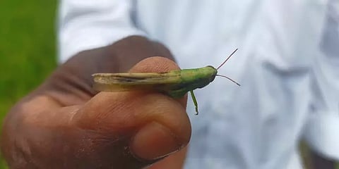 திடீரென்று வயல்வெளிகளில் தென்பட்ட வெட்டுக்கிளிகள் - விழுப்புரம் விவசாயிகள் அச்சம்