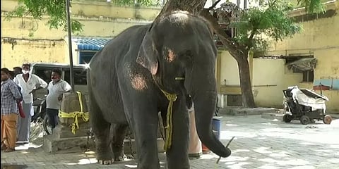 ஆக்ரோஷமான திருப்பரங்குன்றம் யானை.... திருச்சி உயிரின வனப்பகுதிக்கு மாற்றம்