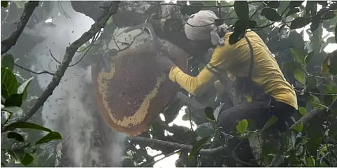 மருத்துவ குணம் கொண்ட தேன் : விற்பனை கூடம் கோரும் பழங்குடியினர்..!