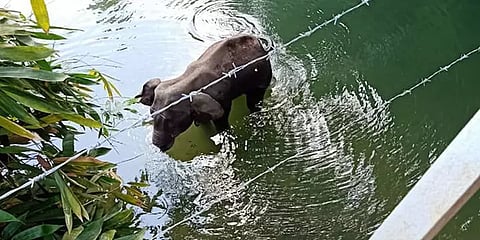 ”அனைவரது வேதனை வீண் போகாது” - யானை உயிரிழப்பு குறித்து கேரள முதல்வர்