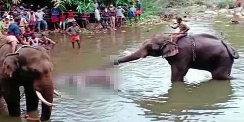 கேரளா யானை கொல்லப்பட்ட வழக்கு: ஒருவர் கைது