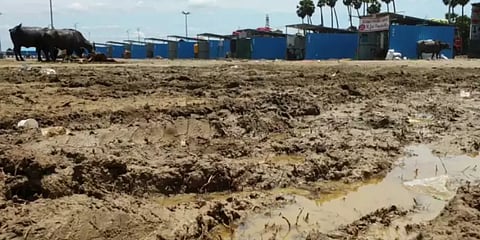 சகதிக்காடான திருமழிசை சந்தை : குப்பையில் கொட்டப்படும் காய்கறிகள்..!