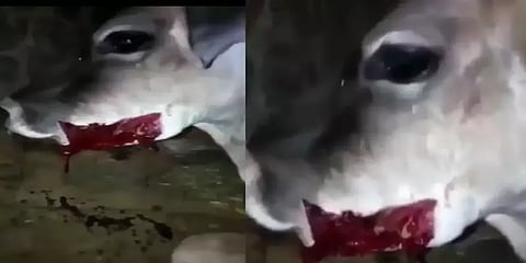 பசுவுக்கு மாவு உருண்டைக்குள் வெடிகுண்டு வைத்துக் கொடுத்த கொடுமை - இமாச்சல் சம்பவம்