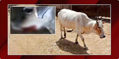 பசுவுக்கு வெடிமருந்து கொடுத்த விவகாரம்: ஒருவர் கைது !