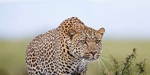 ஹெட்போனில் பாட்டுக் கேட்டுக் கொண்டிருந்த சிறுமி - இழுத்துச் சென்ற சிறுத்தை!