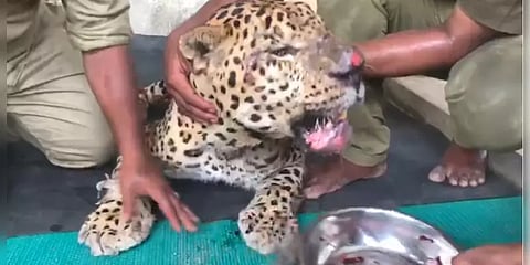 மனநிலை மாறுபாடுடன் பிடிபட்ட சிறுத்தை : வனத்துறை தீவிர சிகிச்சை