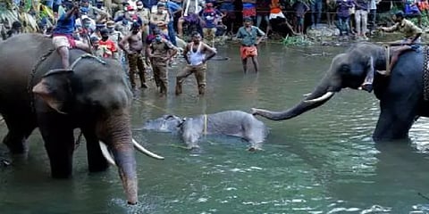 "யானை தற்செயலாக வெடிமருந்து நிரப்பிய பழத்தை சாப்பிட்டு இருக்கலாம்"