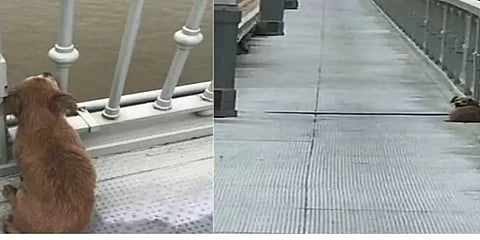 உரிமையாளர் தற்கொலை செய்து கொண்ட இடத்தில் 4 நாட்களாக காத்திருக்கும் நாய்..!