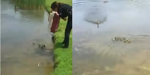 ஆதரவற்ற பிஞ்சு வாத்துகளை உடனே அரவணைத்த தாய் வாத்து - நெகிழ்ச்சி வீடியோ..!