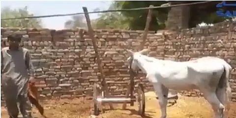 கழுதையைக் கைது செய்த பாகிஸ்தான் காவல்துறை - வைரலான வீடியோ